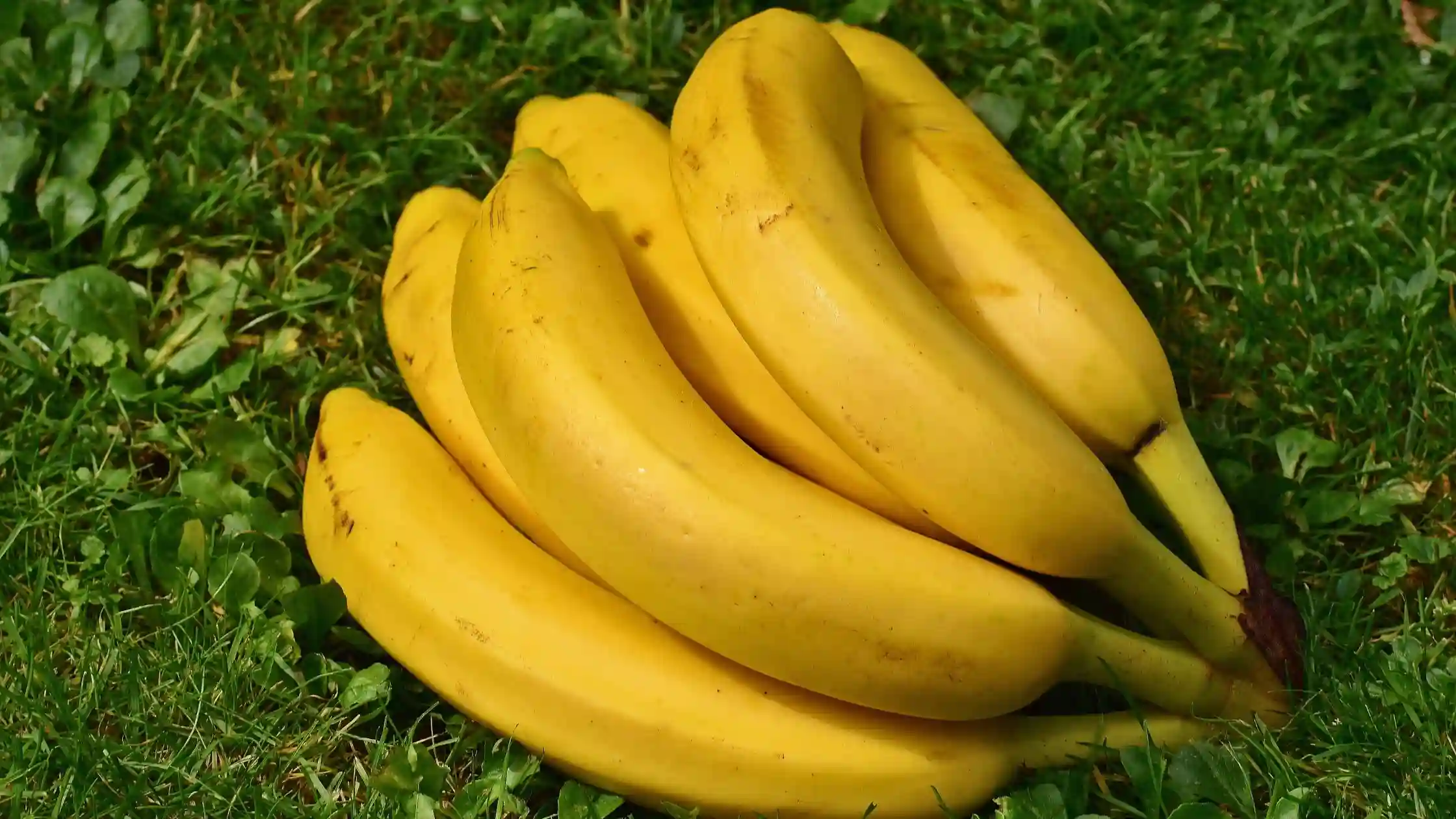 robusta banana benefits