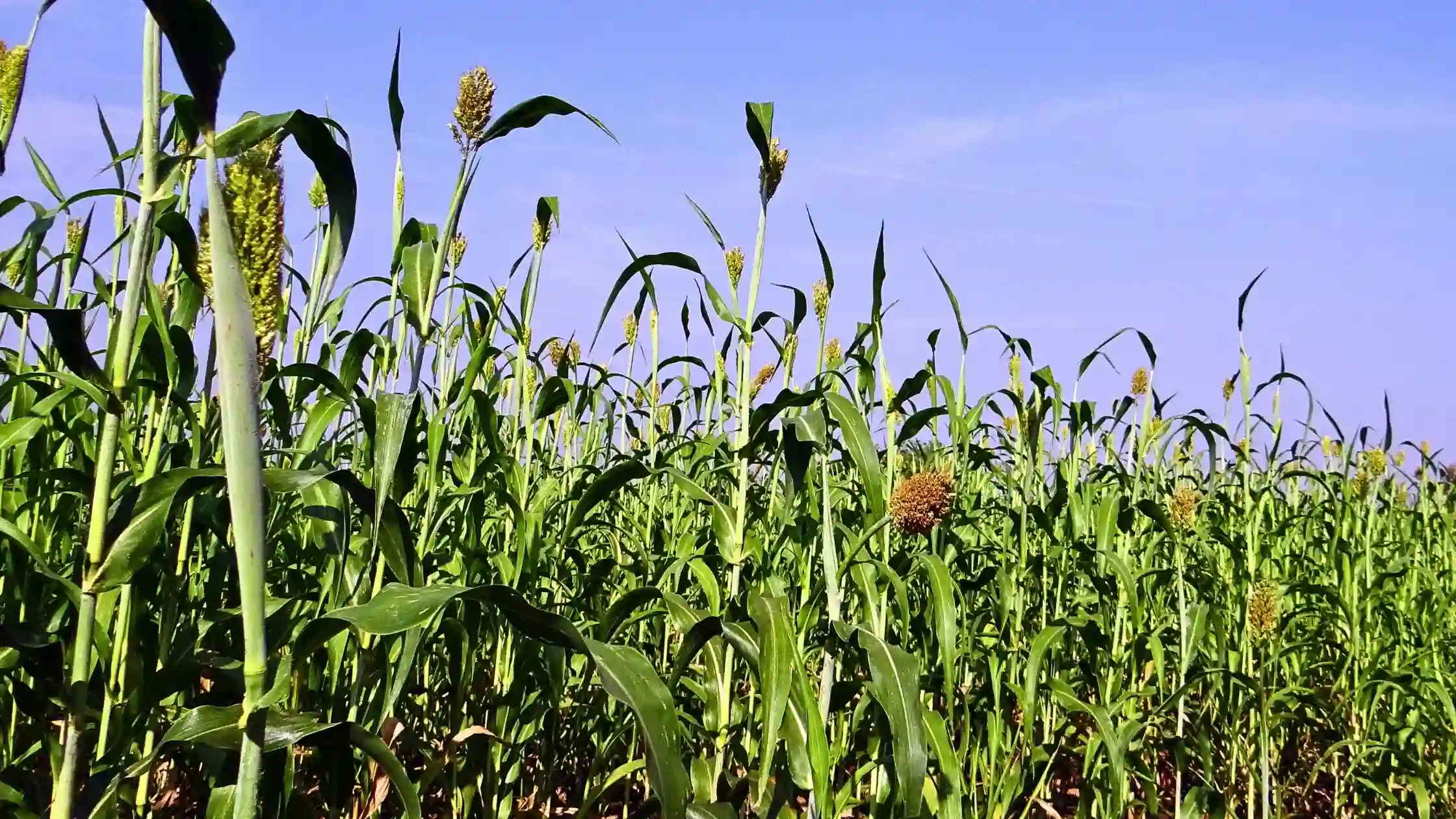 Sorghum Millet