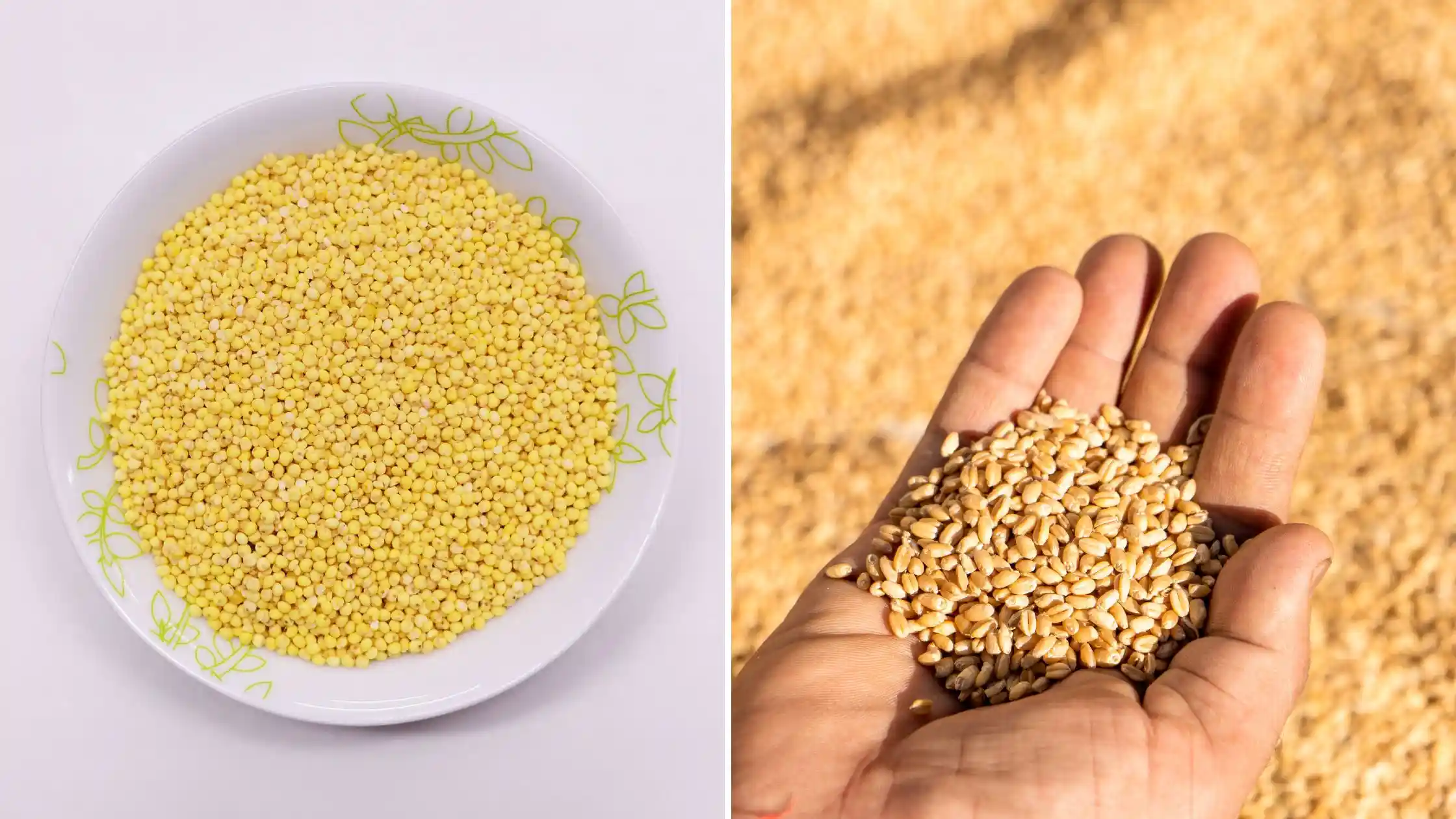 millet vs wheat