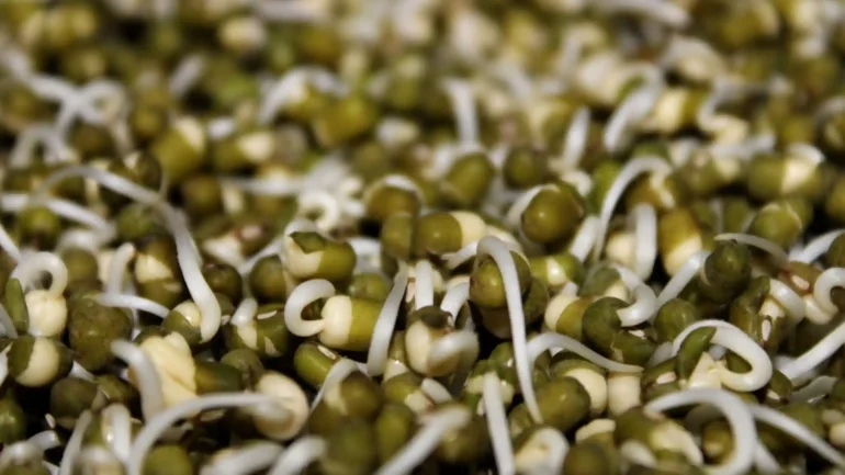 protein in sprouts
